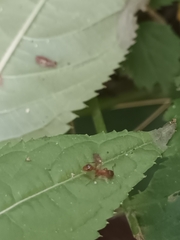 Myrmica rubra