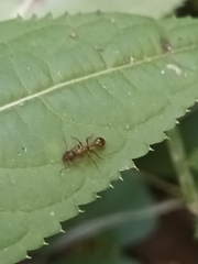 Myrmica rubra