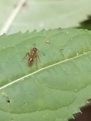 Myrmica rubra