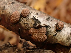 Jackrogersella multiformis