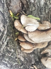Cyclocybe aegerita