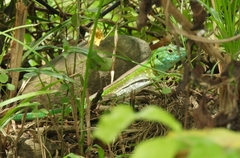 Cnemidophorus gramivagus
