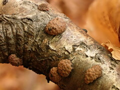 Jackrogersella multiformis