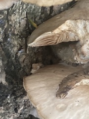 Cyclocybe aegerita