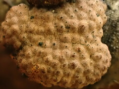 Jackrogersella multiformis