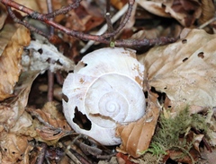 Helix pomatia