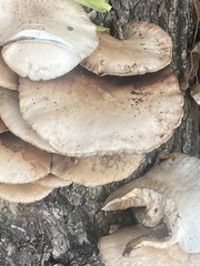 Cyclocybe aegerita