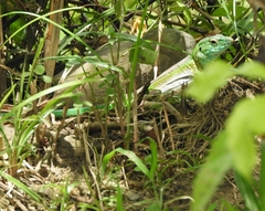 Cnemidophorus gramivagus