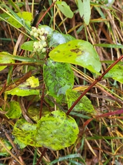 Symphoricarpos occidentalis