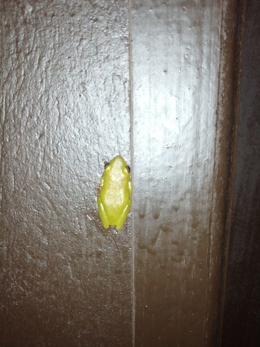 Variable Reed Frog