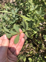 Baptisia australis