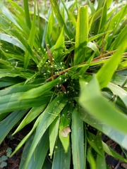 Dichanthelium laxiflorum