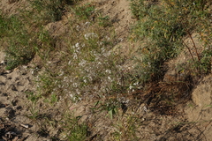 Gypsophila altissima