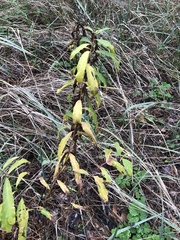Chamaenerion angustifolium