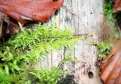 Thuidium tamariscinum