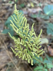 Sceptridium biternatum