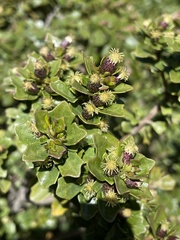 Baccharis magellanica