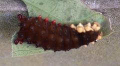 Trypanophora semihyalina