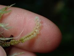 Calypogeia