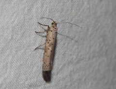 Yponomeuta griseomacula