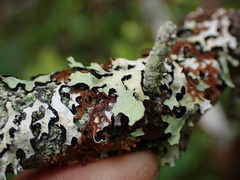 Parmelioideae