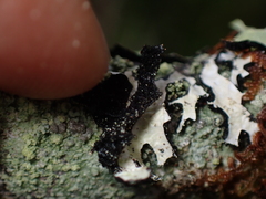Parmelioideae