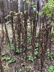 Chamaenerion angustifolium