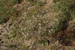 Gypsophila altissima