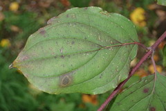 Sphaerulina cornicola