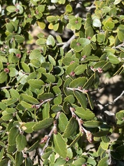 Nothofagus betuloides