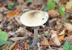 Amanita ceciliae