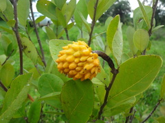 Annona cornifolia