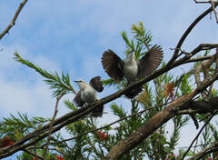 Fluvicola nengeta