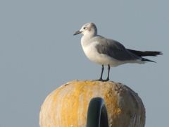 Leucophaeus atricilla