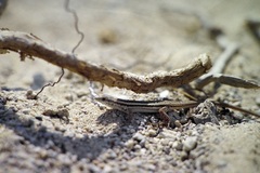 Ophisops elegans basoglui