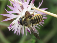 Megachile melanopyga
