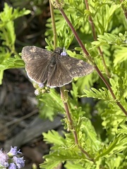 Erynnis funeralis