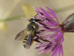 Megachile melanopyga