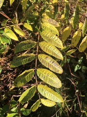 Toona sinensis