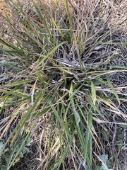 Nassella viridula