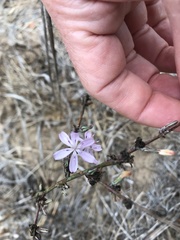 Stephanomeria virgata
