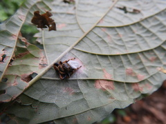 Parnaenus