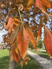 Aesculus glabra