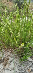 Struthiola striata