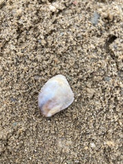Crepidula fornicata