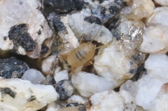 Myrmecophilus