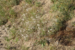 Gypsophila altissima