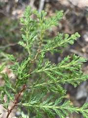 Austrocedrus chilensis