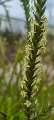 Struthiola striata