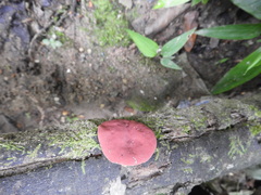 Phillipsia domingensis